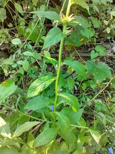 Lobelia siphilitica (Great Blue Lobelia)