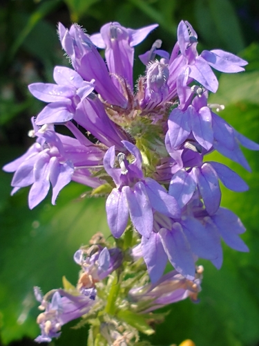 Lobelia siphilitica (Great Blue Lobelia)