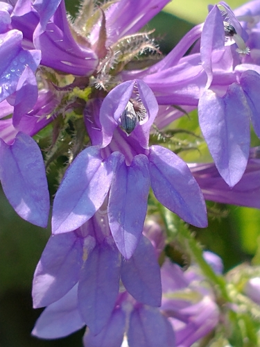 Lobelia siphilitica (Great Blue Lobelia)