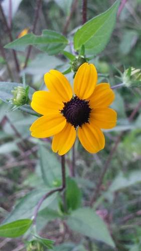 Rudbeckia triloba (Brown-Eyed Susan)