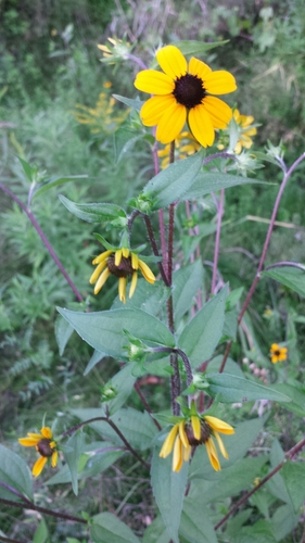 Rudbeckia triloba (Brown-Eyed Susan)