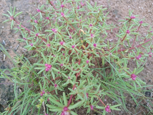 Portulaca pilosa (shaggy portulaca) (alternate view 9)