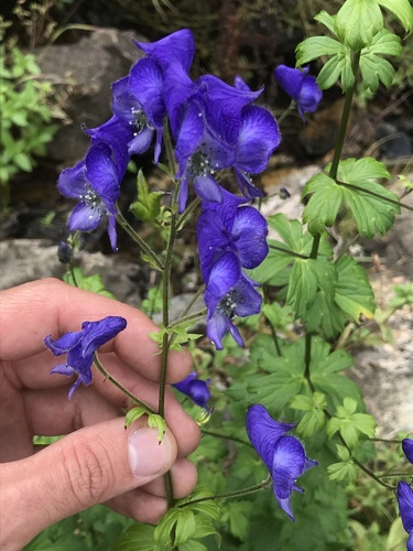 Aconitum columbianum (Columbian Monkshood)