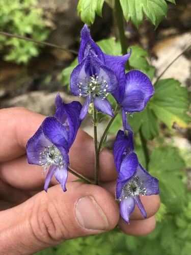 Aconitum columbianum (Columbian Monkshood)