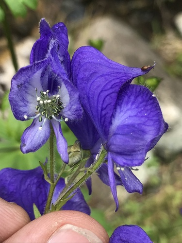 Aconitum columbianum (Columbian Monkshood)