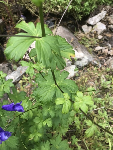 Aconitum columbianum (Columbian Monkshood)