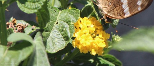 Lantana × hybrida (New Gold Lantana)
