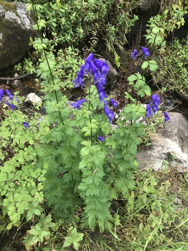 Aconitum columbianum (Columbian Monkshood)