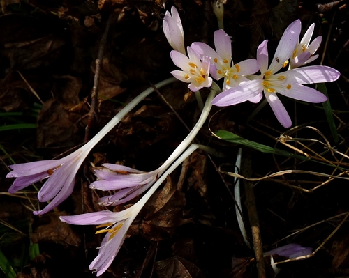 Colchicum autumnale (Autumn Crocus) (alternate view 3)