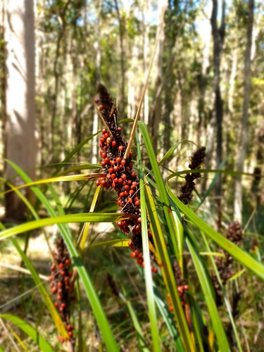 Gahnia aspera (Red-berried Saw-sedge) (alternate view 9)