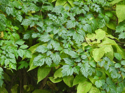 Nekemias arborea (peppervine)