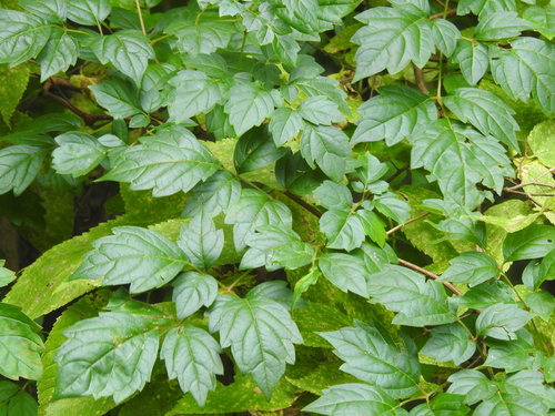 Nekemias arborea (peppervine)