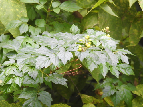 Nekemias arborea (peppervine)