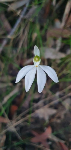 Caladenia catenata (Lady Fingers) (alternate view 8)