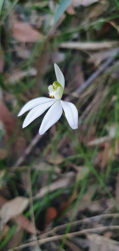 Caladenia catenata (Lady Fingers) (alternate view 9)