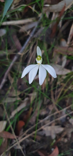 Caladenia catenata (Lady Fingers) (alternate view 10)