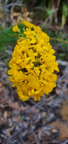 Dillwynia floribunda (Parrot Pea) (alternate view 4)
