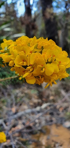 Dillwynia floribunda (Parrot Pea) (alternate view 5)