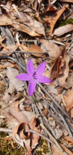Glossodia minor (Small Waxlip Orchid)
