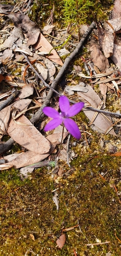 Glossodia minor (Small Waxlip Orchid) (alternate view 2)