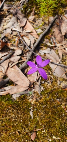 Glossodia minor (Small Waxlip Orchid) (alternate view 3)