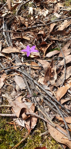 Glossodia minor (Small Waxlip Orchid) (alternate view 4)