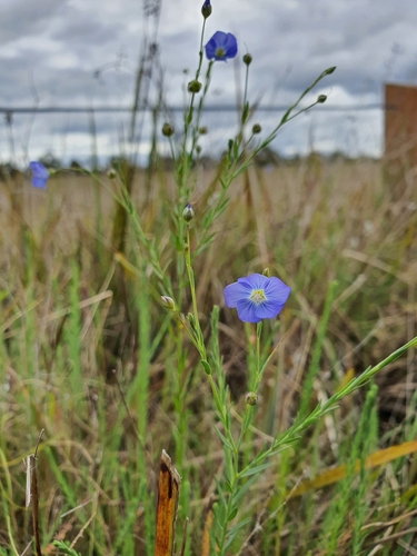 Linum marginale (Australian Flax) (alternate view 3)