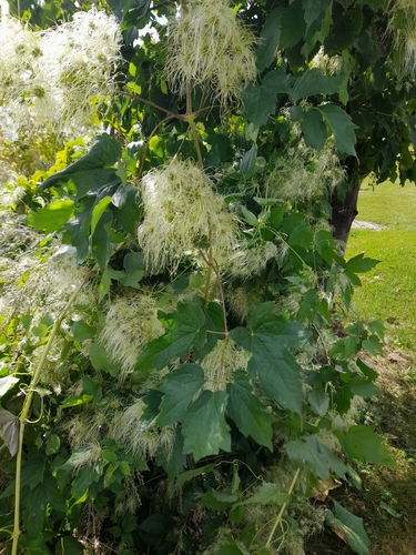 Clematis ligusticifolia (Western White Clematis)