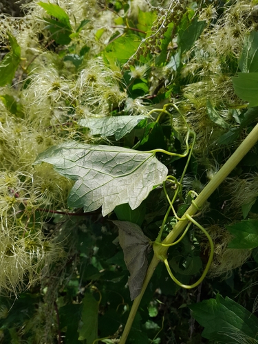 Clematis ligusticifolia (Western White Clematis) (alternate view 2)