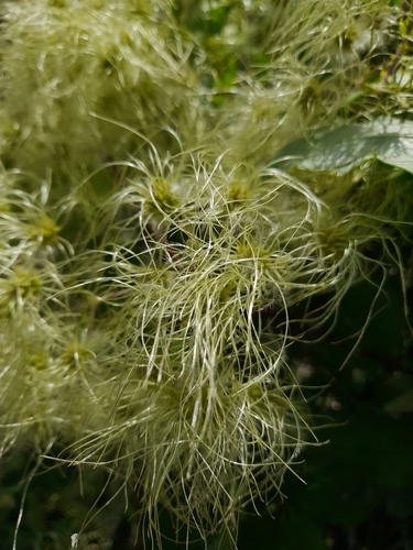 Clematis ligusticifolia (Western White Clematis) (alternate view 3)