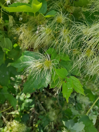 Clematis ligusticifolia (Western White Clematis) (alternate view 4)