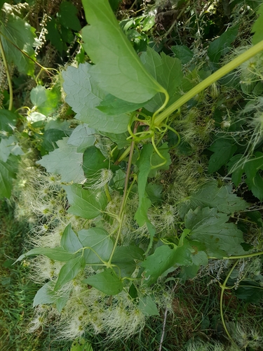 Clematis ligusticifolia (Western White Clematis) (alternate view 5)