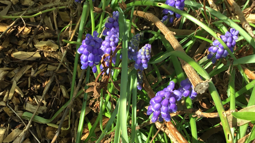 Muscari armeniacum (grape hyacinth) (alternate view 3)