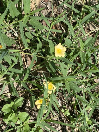 Sida abutilifolia (spreading sida) (alternate view 4)