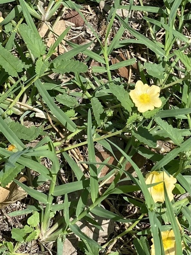 Sida abutilifolia (spreading sida) (alternate view 3)