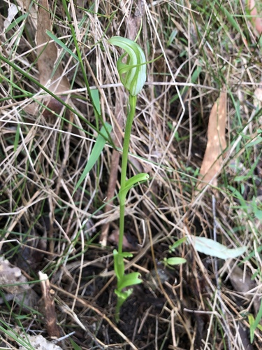 Pterostylis alpina (Australian mountain greenhood) (alternate view 4)