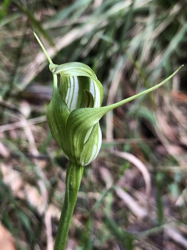 Pterostylis alpina (Australian mountain greenhood) (alternate view 3)