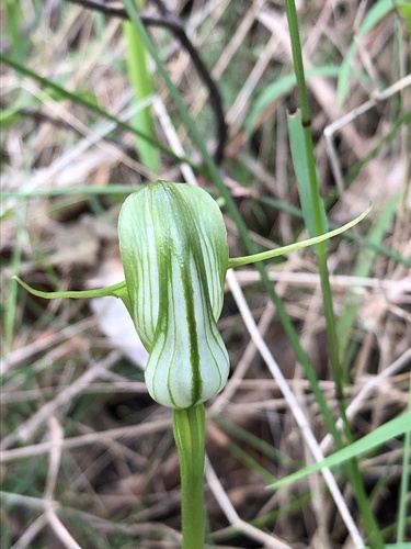 Pterostylis alpina (Australian mountain greenhood) (alternate view 6)