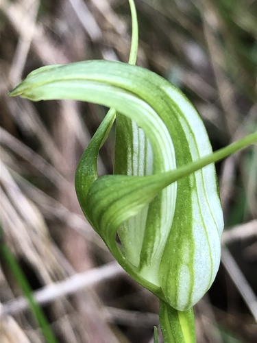 Pterostylis alpina (Australian mountain greenhood) (alternate view 7)