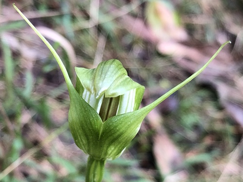 Pterostylis alpina (Australian mountain greenhood) (alternate view 5)