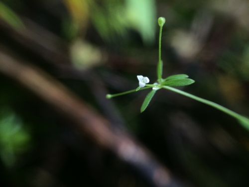 Galium trifidum (small bedstraw (native)) (alternate view 4)