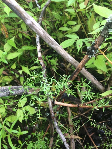 Galium trifidum (small bedstraw (native)) (alternate view 3)