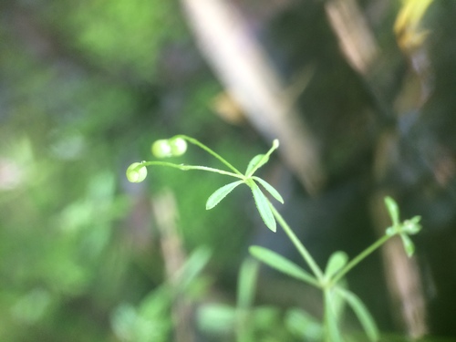 Galium trifidum (small bedstraw (native)) (alternate view 5)