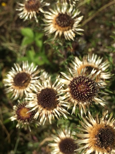 Carlina vulgaris (Carline Thistle)
