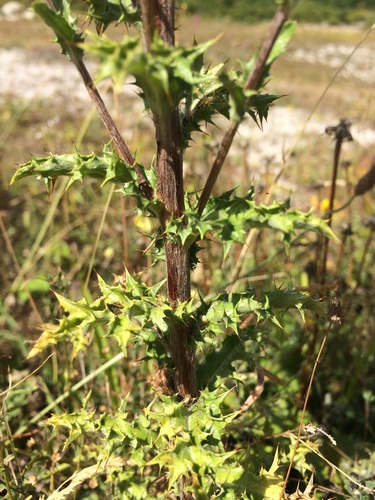 Carlina vulgaris (Carline Thistle)