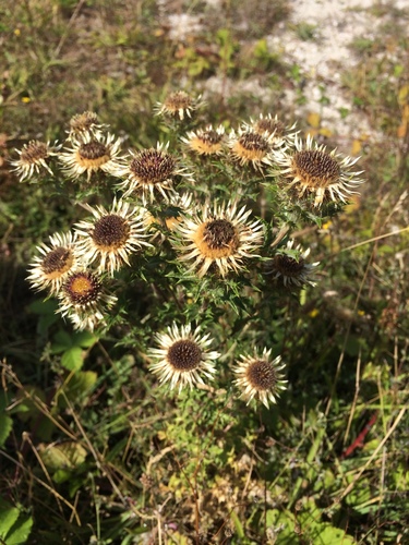 Carlina vulgaris (Carline Thistle)