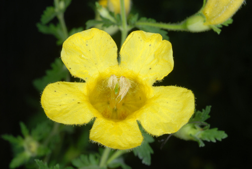 Aureolaria (yellow false foxgloves) (alternate view 4)