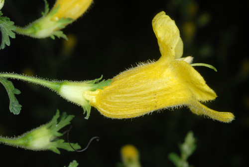 Aureolaria (yellow false foxgloves) (alternate view 5)