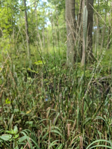 Glyceria borealis (northern mannagrass)