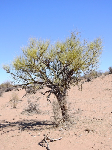 Ephedra (Jointfirs) (alternate view 2)